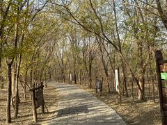 -西青郊野公园