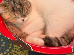 -平行世界·猫咖(首经贸店)