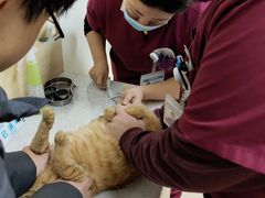 -美联众合动物医院·24h京西诊疗中心