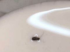 -合德记顺德双皮奶(江南西店)