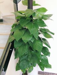 -苗医生草本科技祛痘