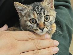 -纳吉亚猫专科动物医院博雅分院