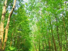 -合肥滨湖国家森林公园