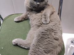 -共舞时光猫咖·狗咖(新街口店)