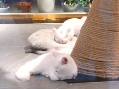-喵店&猫咖