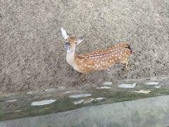 -石家庄市动物园