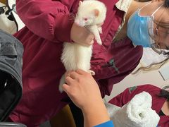 -瑞派·关忠动物医院·异宠专科·犬猫肿瘤·皮肤专科(望京店)