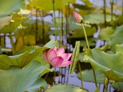 -野鸭湖国家湿地公园