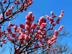 -梅花山(明孝陵内)