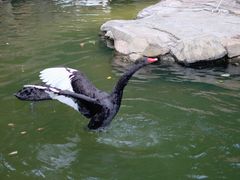-燕塞湖鸟语林景区