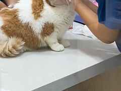 -美联众合动物医院·24h转诊中心