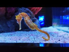 -暹罗海洋世界