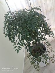 -HEYAN荷妍专业脱毛连锁机构