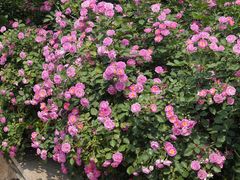 -北京植物园-展览温室