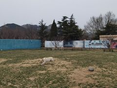 -趣玩宠物乐园寄养训犬训狗游泳池