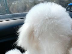 -美联众合动物医院·24h转诊中心