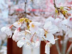 -龙美术馆(西岸馆)