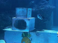 -海合安成都极地海洋公园