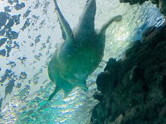-上海海洋水族馆