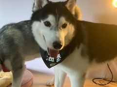 海参-Husky Go! 哈士奇体验馆·宠物咖啡厅狗咖