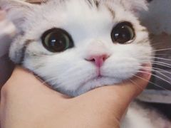-犀牛家猪排