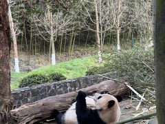 -都江堰中华大熊猫苑