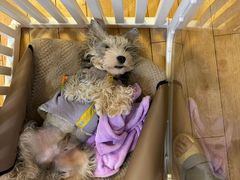 -FAELING PETS美天灵宠物(富力广场店)