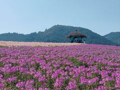 -径山花海