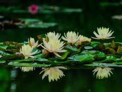 -国家植物园南园