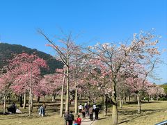 -风云岭森林公园