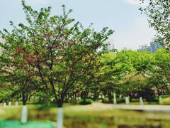 -泰丰公园