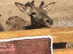 -鄂尔多斯野生动物园