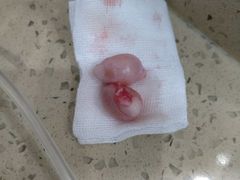 -伟伟宠物医院·CT影像中心·瑞派犬猫综合性门诊(汉口总院)