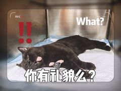 -艾吉宠物医院·疑难杂症转诊中心·猫友好(碧江路院)