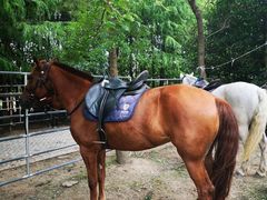 -上海海湾国家森林公园