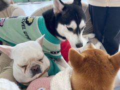 -怪兽屋·羊驼·猫咖·狗咖(俊华广场店)