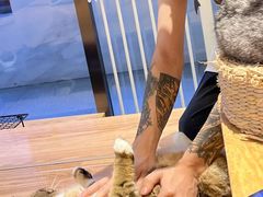 -啵啵喵·猫咖(攀华国际店)