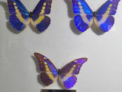 -上海昆虫博物馆