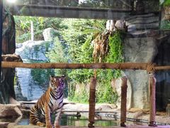 -清迈夜间动物园