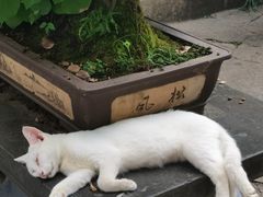-西园戒幢律寺
