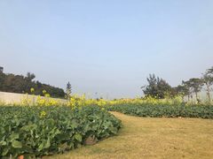 -野狸岛