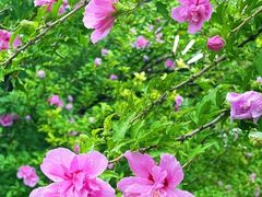 -北京西山国家森林公园