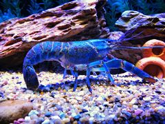 -上海海洋水族馆