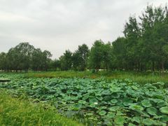 -东郊湿地公园