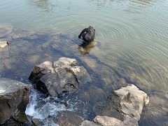 -水绘园