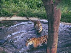 -泉州海丝野生动物世界