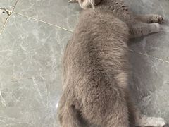 -猫爷宠物生活馆·撸猫馆