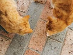 -太原东方动物医院(小店分院)