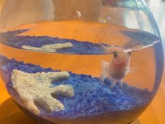 -参差咖啡(水果湖公园店)