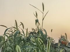 -汉长安城未央宫国家考古遗址公园